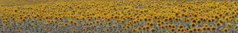 Sonnenblumen Vaucluse